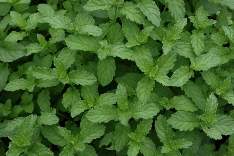 Menta Marocchina, Mentha spicata 'Moroccan' - vaso Ø14 cm Menta Marocchina, Mentha spicata 'Moroccan' - vaso Ø14 cm
