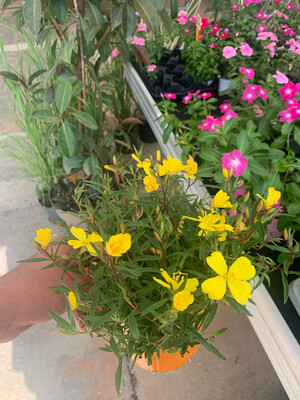 Oenothera ‘African Sun’ - vaso 13 Oenothera ‘African Sun’ - vaso 13
