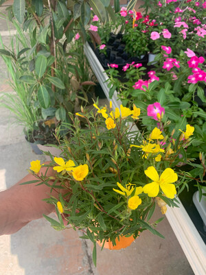 Oenothera ‘African Sun’ - vaso 13