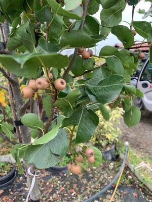 Pero da fiore, Pyrus calleryana 'Chanticleer' - vaso Ø28 cm, h 150 cm