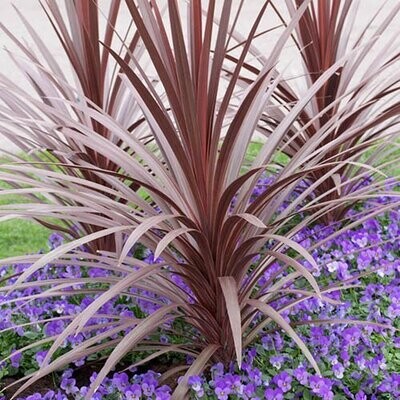 Cordyline australis 'Red Star', Cordilina - vaso Ø21 cm