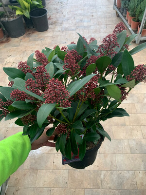 Skimmia japonica 'Rubella' - vaso Ø15 cm