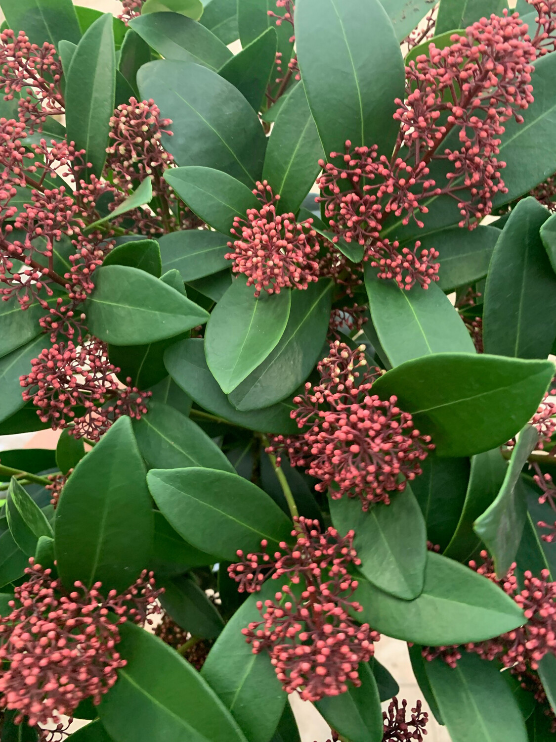 Skimmia japonica 'Rubella' - vaso Ø15 cm Skimmia japonica 'Rubella' - vaso Ø15 cm