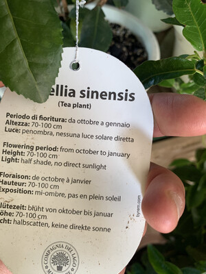 Camelia Sinensis, Pianta del The - vaso Ø18  cm