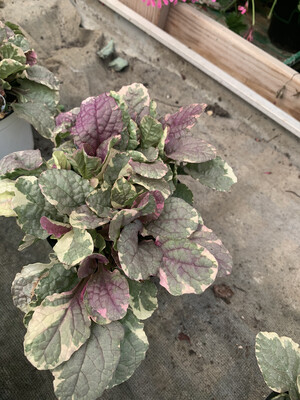 Ajuga reptans 'Burgundy Glow' - vaso Ø12 cm