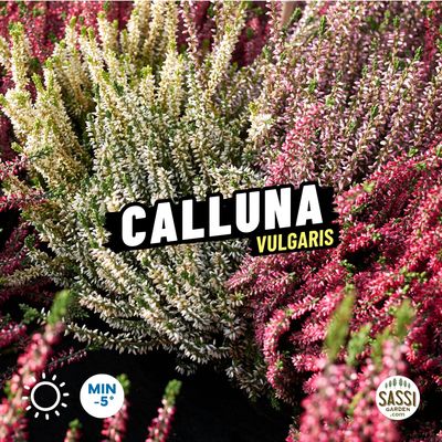 Calluna vulgaris, Erica, Scopa delle streghe - vaso Ø11 cm Calluna vulgaris, Erica, Scopa delle streghe - vaso Ø11 cm