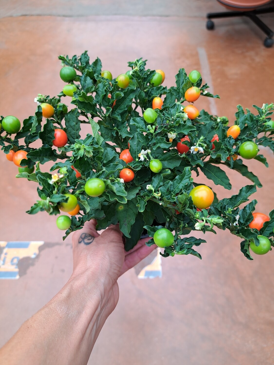 Solanum Pseudocapsicum 'Mandarin' - vaso Ø13 cm Solanum Pseudocapsicum 'Mandarin' - vaso Ø13 cm