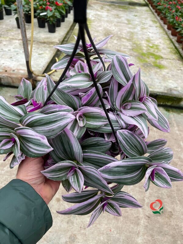 Tradescantia Nanouk, Erba Miseria, Tradescanzia - basket Ø18 cm
