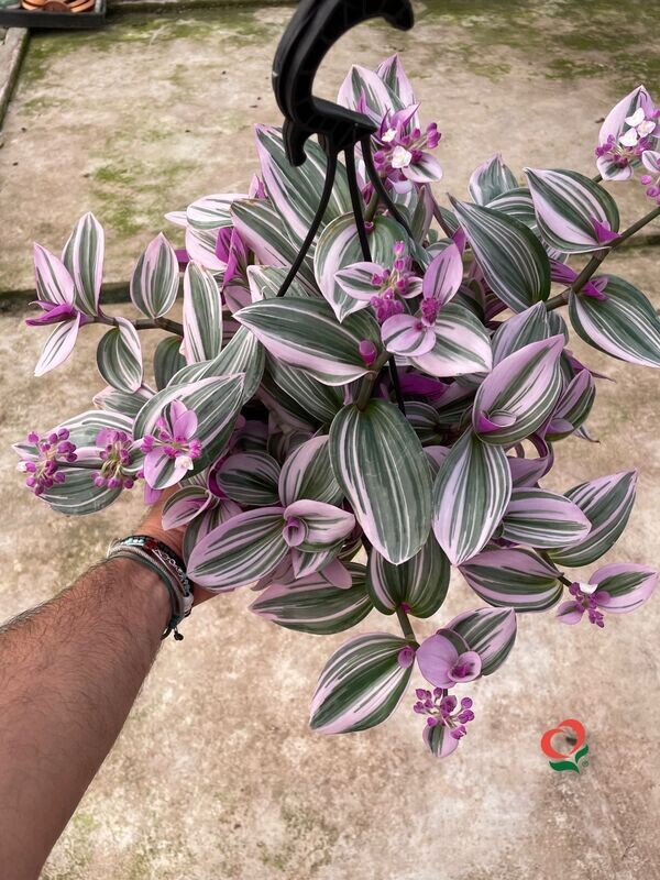 Tradescantia Nanouk, Erba Miseria, Tradescanzia - basket Ø18 cm Tradescantia Nanouk, Erba Miseria, Tradescanzia - basket Ø18 cm