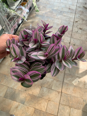 Tradescantia Nanouk, Erba Miseria, Tradescanzia - basket Ø18 cm