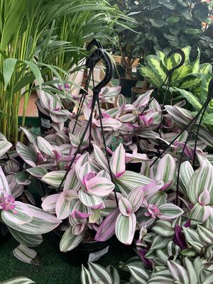 Tradescantia Nanouk, Erba Miseria, Tradescanzia - basket Ø18 cm Tradescantia Nanouk, Erba Miseria, Tradescanzia - basket Ø18 cm