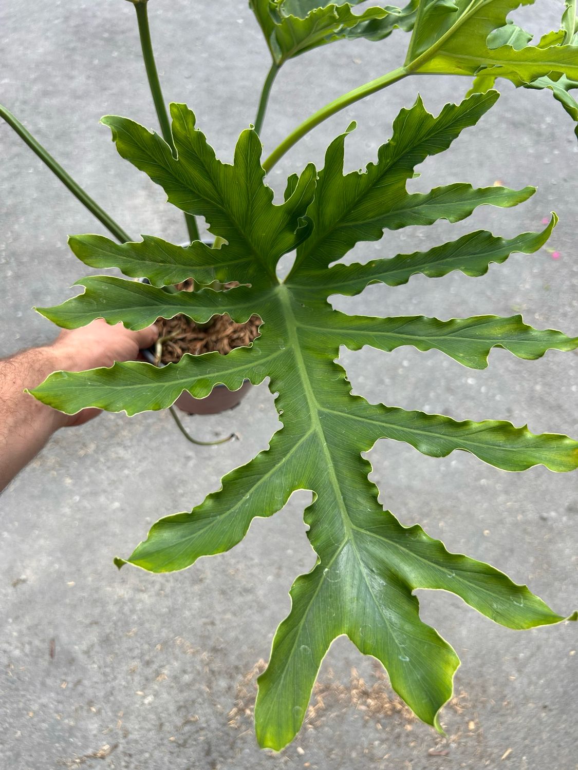 Philodendron Selloum, Filodendro - vaso Ø17 cm Philodendron Selloum, Filodendro - vaso Ø17 cm