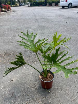 Philodendron Selloum, Filodendro - vaso Ø17 cm