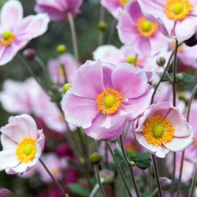 Anemone hupehensis 'Splendens', Anemone giapponese - vaso Ø18 cm Anemone hupehensis 'Splendens', Anemone giapponese - vaso Ø18 cm