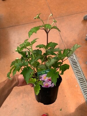 Anemone hupehensis 'Splendens', Anemone giapponese - vaso Ø18 cm