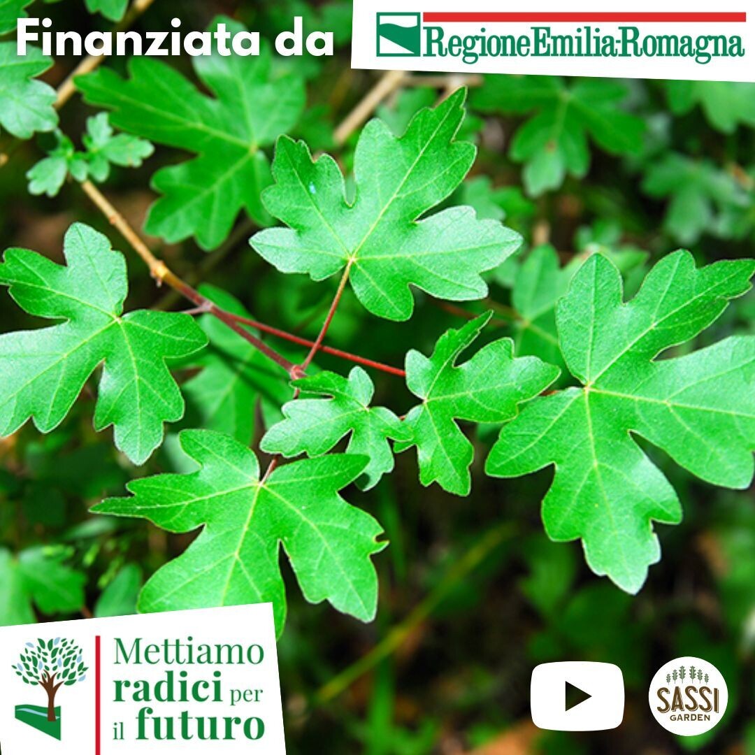 MRPF Acer campestre, Acero campestre - ALBERO IN VASO ALTO> 1,5 m