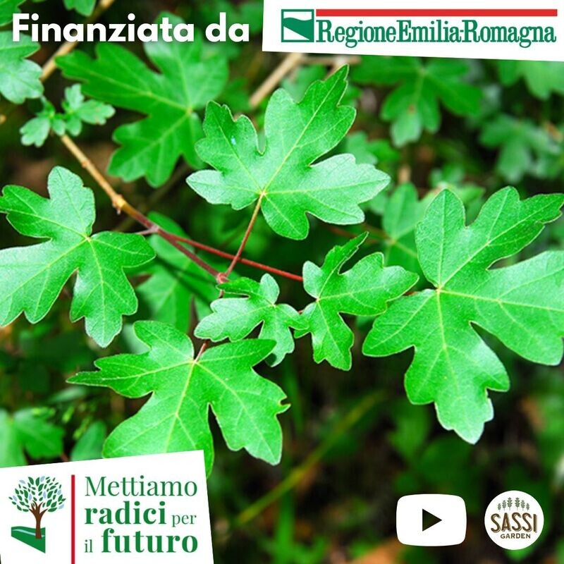 MRPF Acer campestre, Acero campestre - ALBERO IN VASO ALTO> 1,5 m