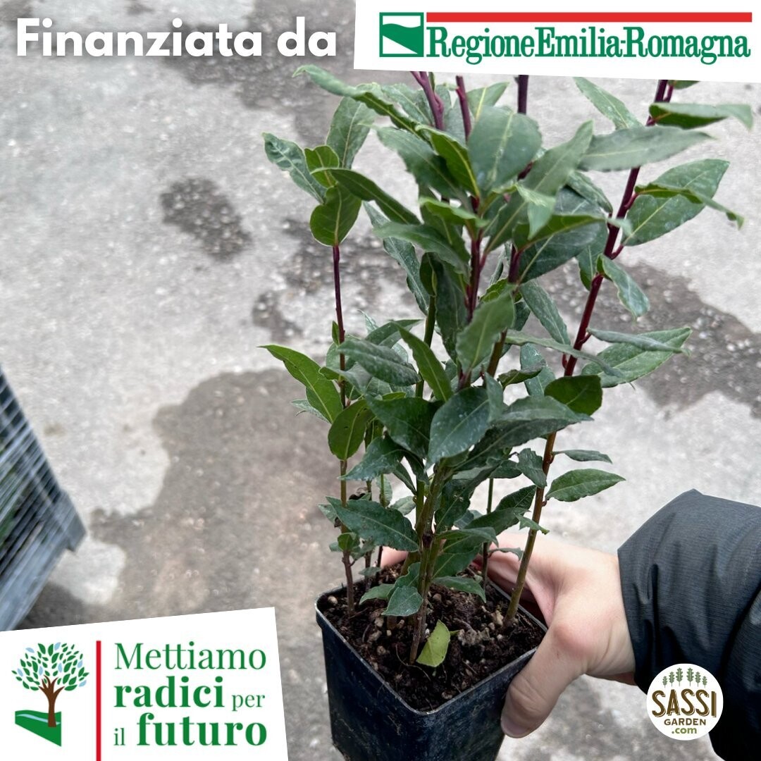 MRPF Laurus Nobilis, Alloro - ALBERO IN VASO vaso h 25/30 cm