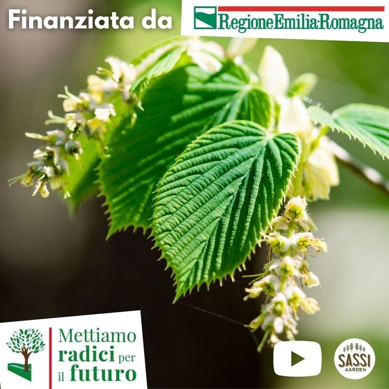 MRPF Carpinus betulus, Carpino Bianco - ALBERO IN VASO ALTO> 1,5 m