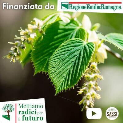 MRPF Carpinus betulus, Carpino Bianco - ALBERO IN VASO ALTO> 1,5 m