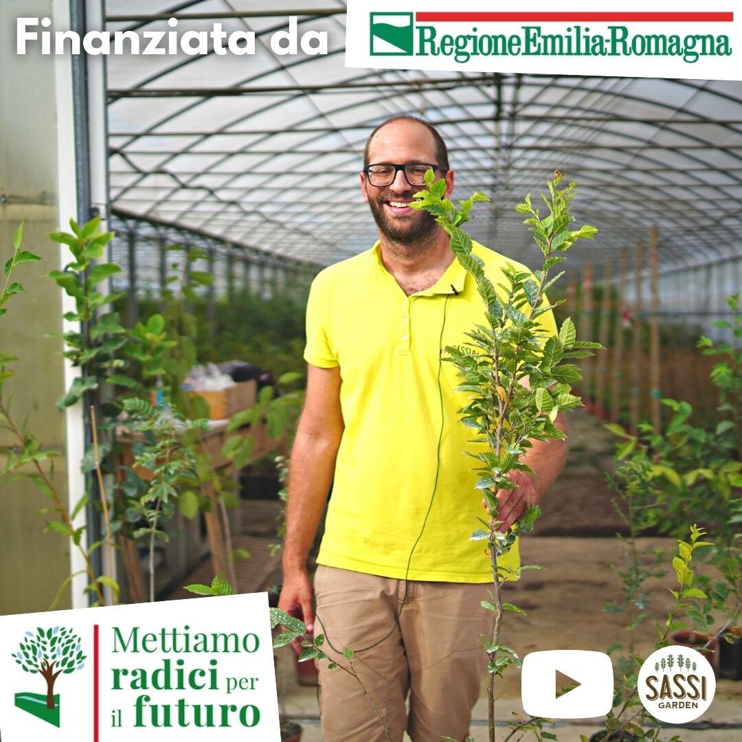 MRPF Carpinus betulus, Carpino Bianco - ALBERO IN VASO ALTO> 1,5 m MRPF Carpinus betulus, Carpino Bianco - ALBERO IN VASO ALTO> 1,5 m