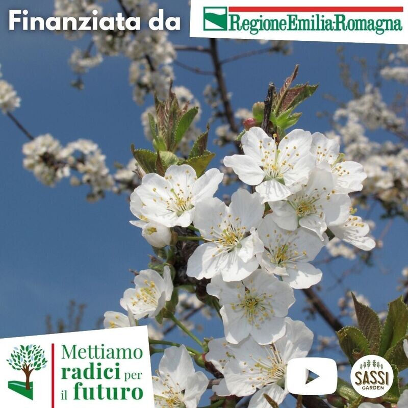 MRPF Prunus avium, Ciliegio Selvatico, Ciliegio degli uccelli - ALBERO IN VASO ALTO
