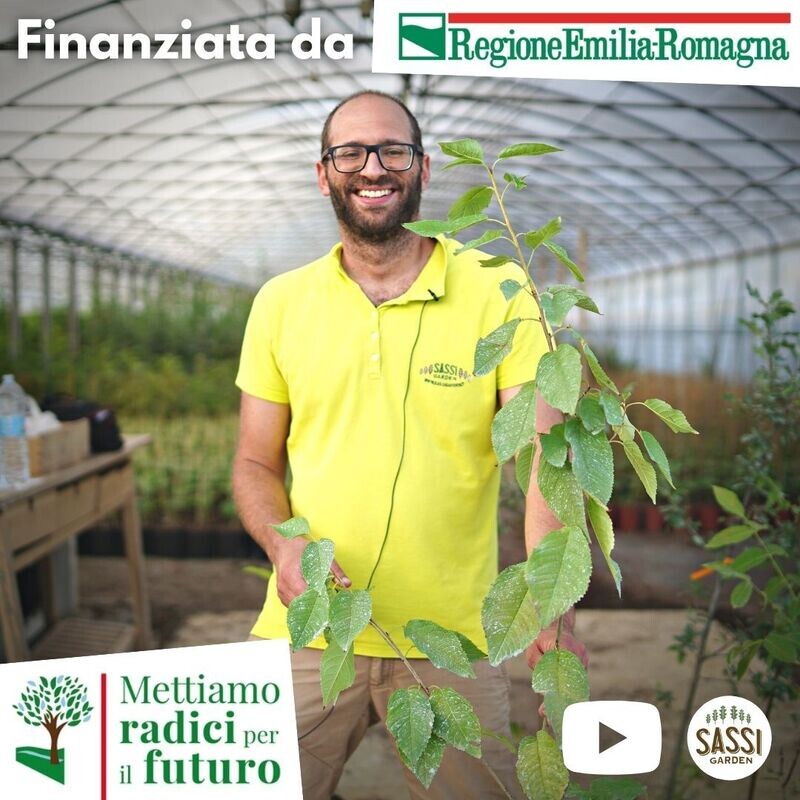 MRPF Prunus avium, Ciliegio Selvatico, Ciliegio degli uccelli - ALBERO IN VASO ALTO> 1,5 m MRPF Prunus avium, Ciliegio Selvatico, Ciliegio degli uccelli - ALBERO IN VASO ALTO> 1,5 m