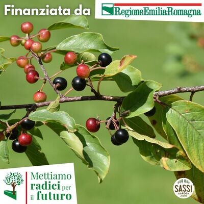 MRPF Rhamnus Cathartica, Spinocervino/Spino Santo/Spino Merlo -  ARBUSTO IN VASO/ CONTENITORE FORESTALE H 25/45cm