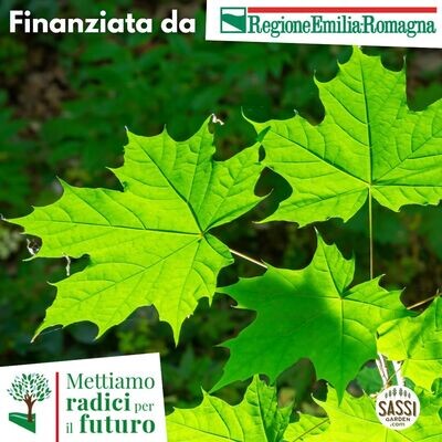 MRPF Acer Platanoides , Acero Riccio - ALBERO IN VASO ALTO> 1,5 m
