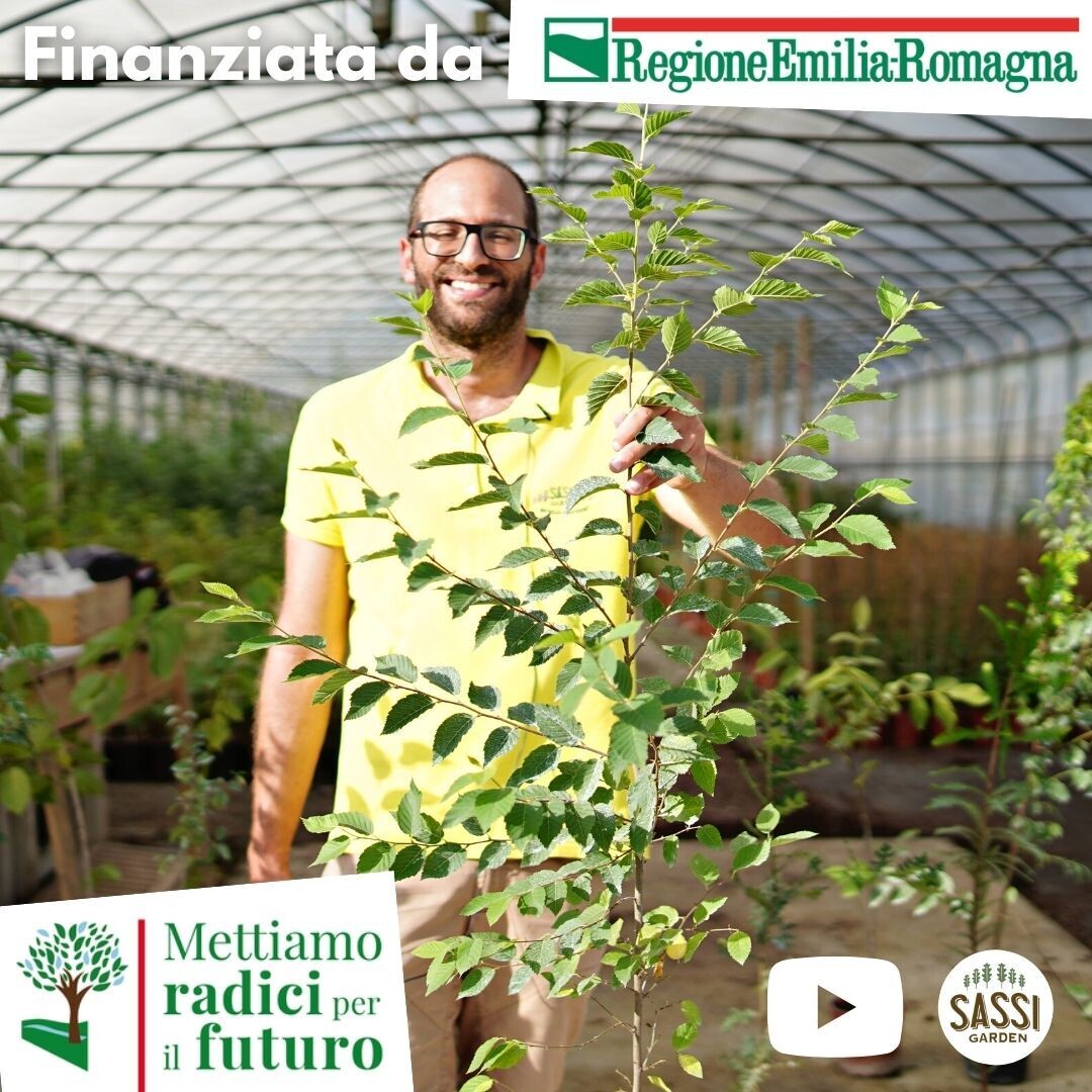 MRPF Ostrya carpinifolia, Carpino Nero/Ostria/Carpinella - ALBERO IN VASO ALTO> 1,5 m