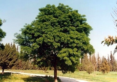 MRPF Fraxinus oxycarpa, Frassino Ossifillo/Oxyphilla/Angustifolia/Frassino meridionale - ALBERO IN VASO ALTO> 1,5 m
