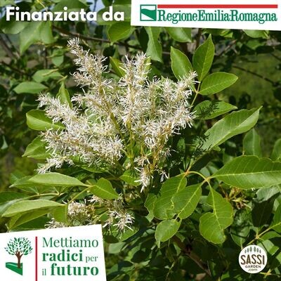 MRPF Fraxinus oxycarpa, Frassino Ossifillo/Oxyphilla/Angustifolia/Frassino meridionale - ALBERO IN VASO ALTO> 1,5 m