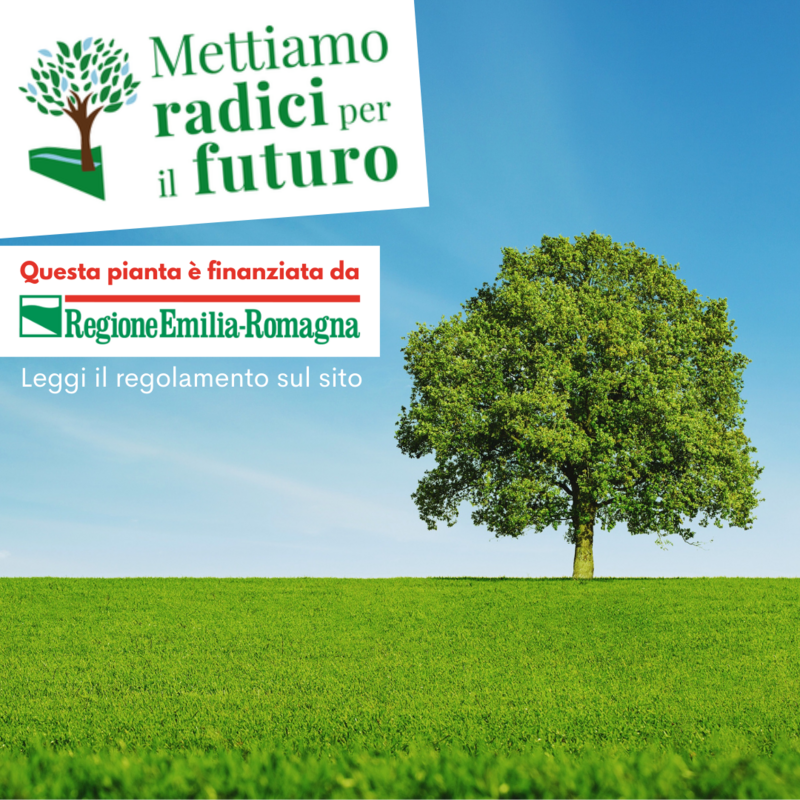 MRPF Quercus cerris, Cerro - ALBERO ALTO in vaso