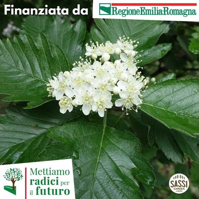 MRPF Sorbus aria, Sorbo montano/Farinaccio - ALBERO IN VASO ALTO> 1,5 m