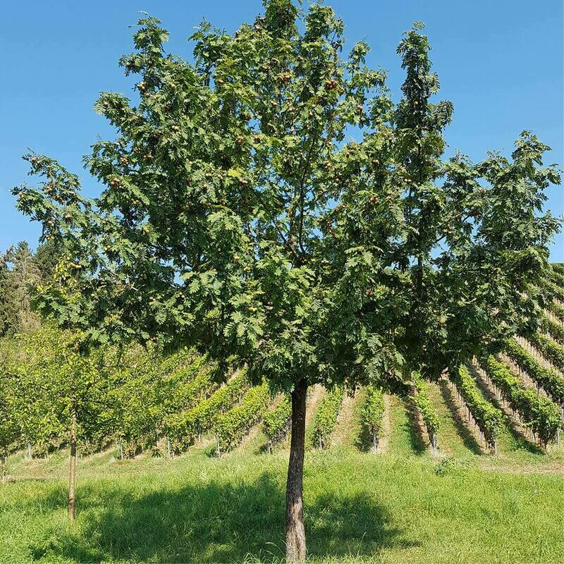 MRPF Sorbus sativa / Sorbo domestico / Sorbus Domestica ALBERO ALTO