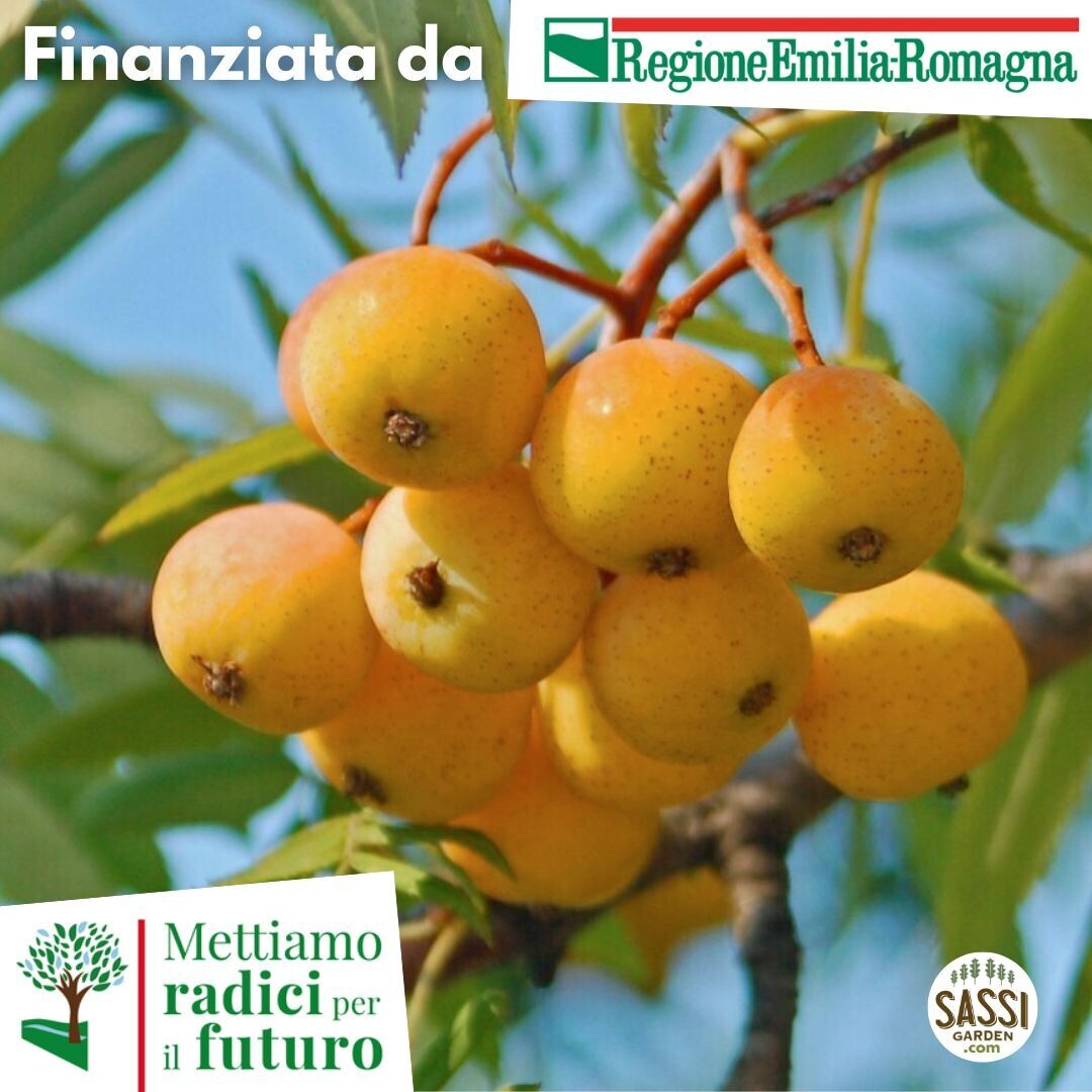 MRPF Sorbus sativa / Sorbo domestico / Sorbus Domestica ALBERO ALTO
