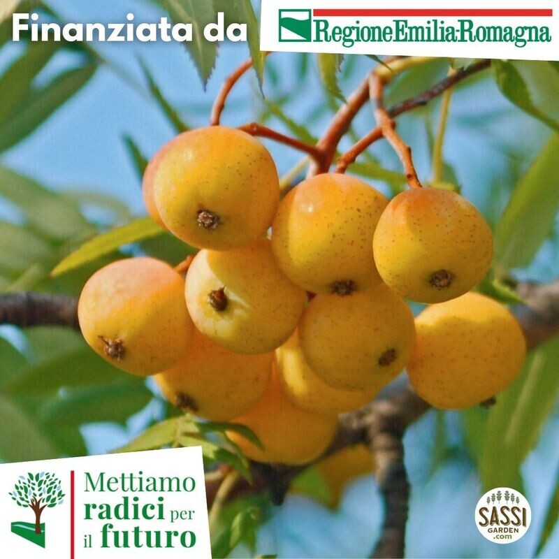 MRPF Sorbus sativa / Sorbo domestico / Sorbus Domestica ALBERO ALTO MRPF Sorbus sativa / Sorbo domestico / Sorbus Domestica ALBERO ALTO
