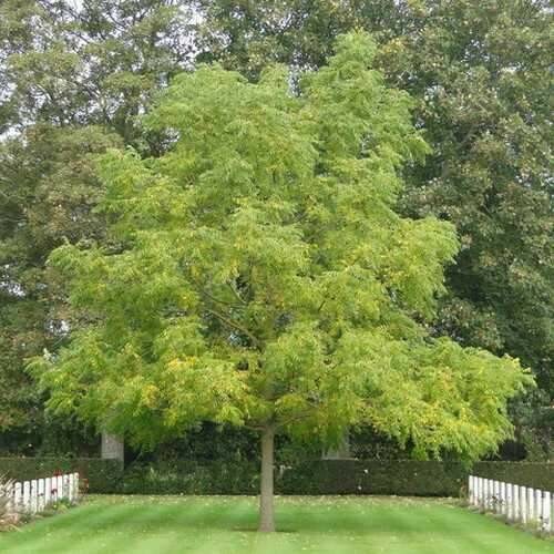 MRPF Juglans nigra / Wallia nigra / Noce nero / Noce Americano / Noce canaletto . ALBERO ALTO MRPF Juglans nigra / Wallia nigra / Noce nero / Noce Americano / Noce canaletto . ALBERO ALTO