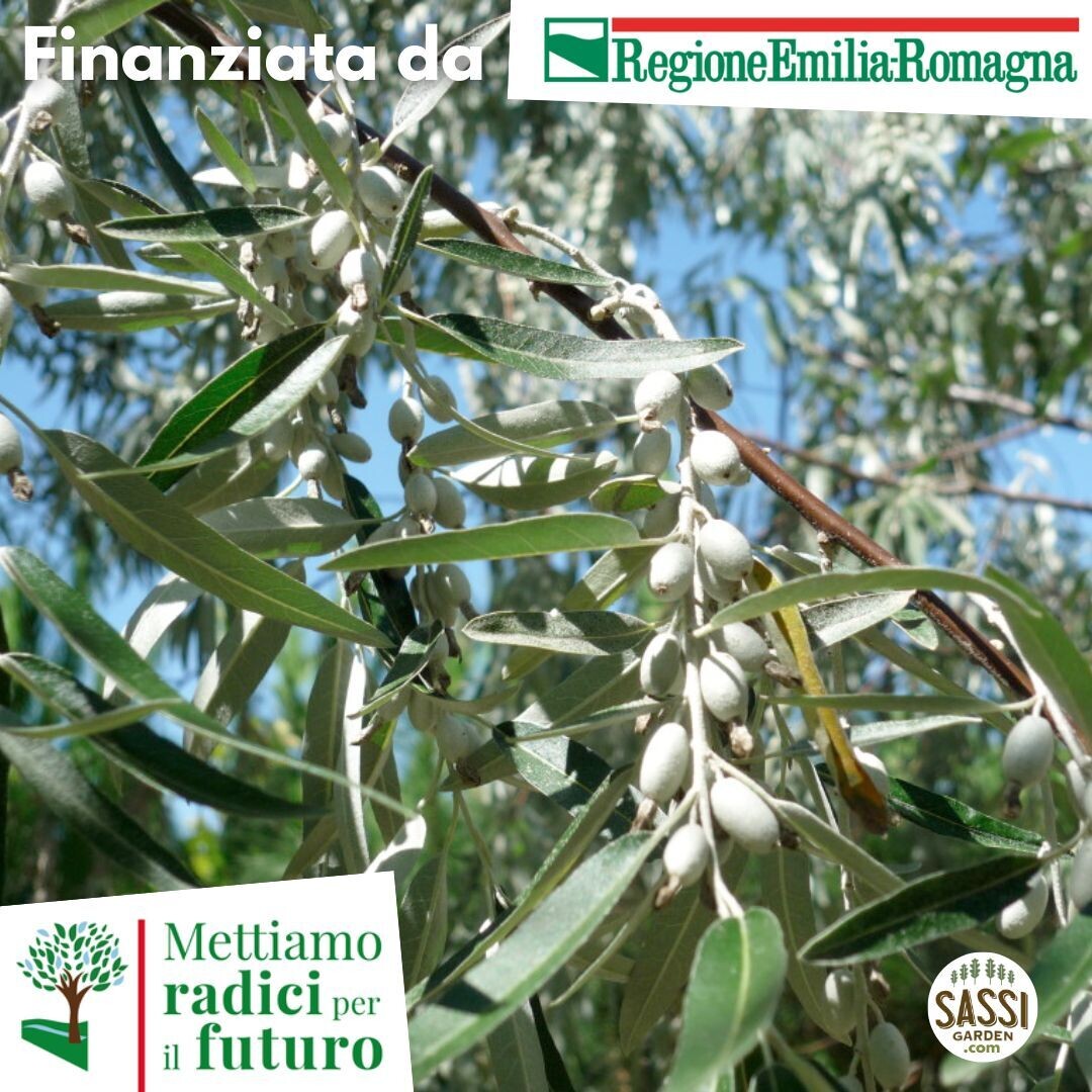 MRPF Elaeagnus angustifolia, Olivo di Boemia/ Olivo russo -  Eleagnus ALBERO ALTO