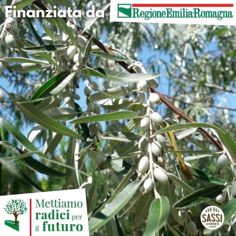 MRPF Elaeagnus angustifolia, Olivo di Boemia/ Olivo russo -  Eleagnus ALBERO ALTO