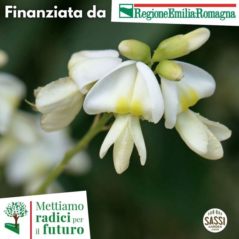 MRPF- Sophora japonica, Acacia del Giappone/Sofora - ALBERO  h > 150 cm