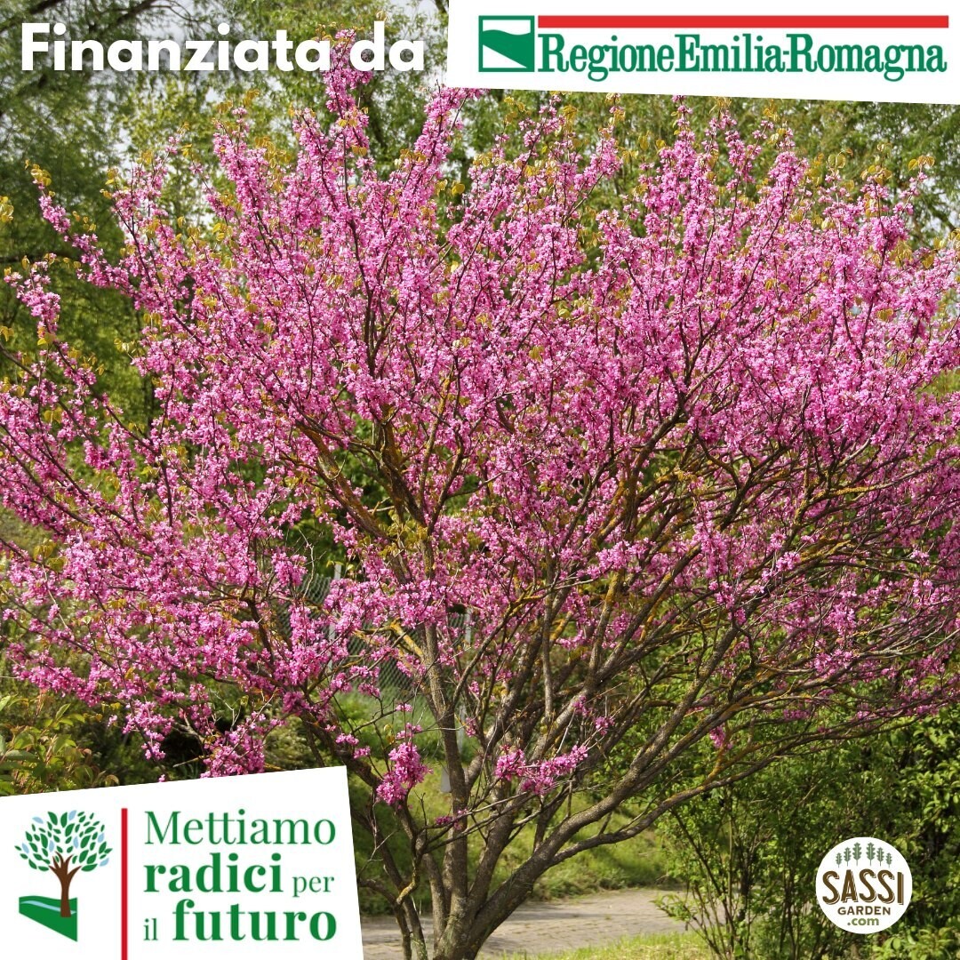 MRPF - Cercis siliquastrum - Albero di Giuda -ALBERO IN VASO CF BASSO  h 25 cm