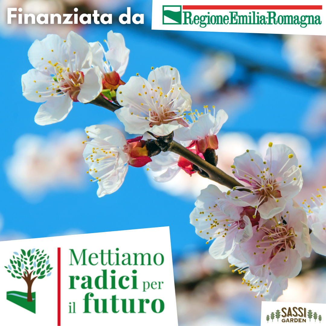 MRPF Prunus cerasifera, Mirabolano/Amolo/Brombolo/Marusticano/Rusticano - ALBERO IN VASO ALTO H>1,5mt