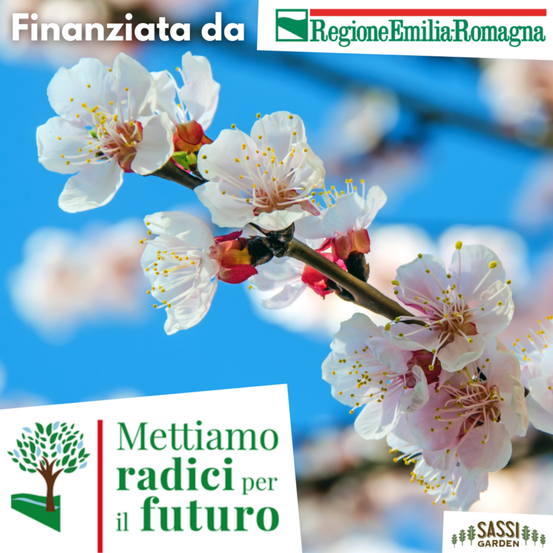 MRPF Prunus cerasifera, Mirabolano/Amolo/Brombolo/Marusticano/Rusticano - ALBERO IN VASO ALTO H>1,5mt