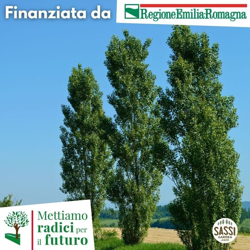 MRPF Populus nigra 'Italica', Pioppo Italico/Pioppo Cipressino/Pioppo Lombardo - ALBERO IN VASO ALTO> 1,5 m