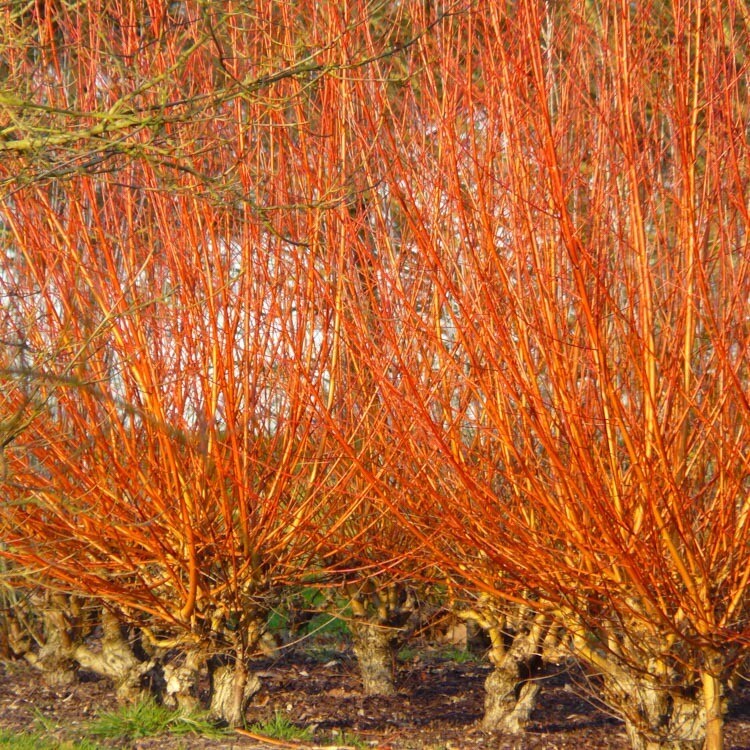 MRPF - Salix Viminalis, salice dorato - ALBERO ALTO >1,5 metri MRPF - Salix Viminalis, salice dorato - ALBERO ALTO >1,5 metri