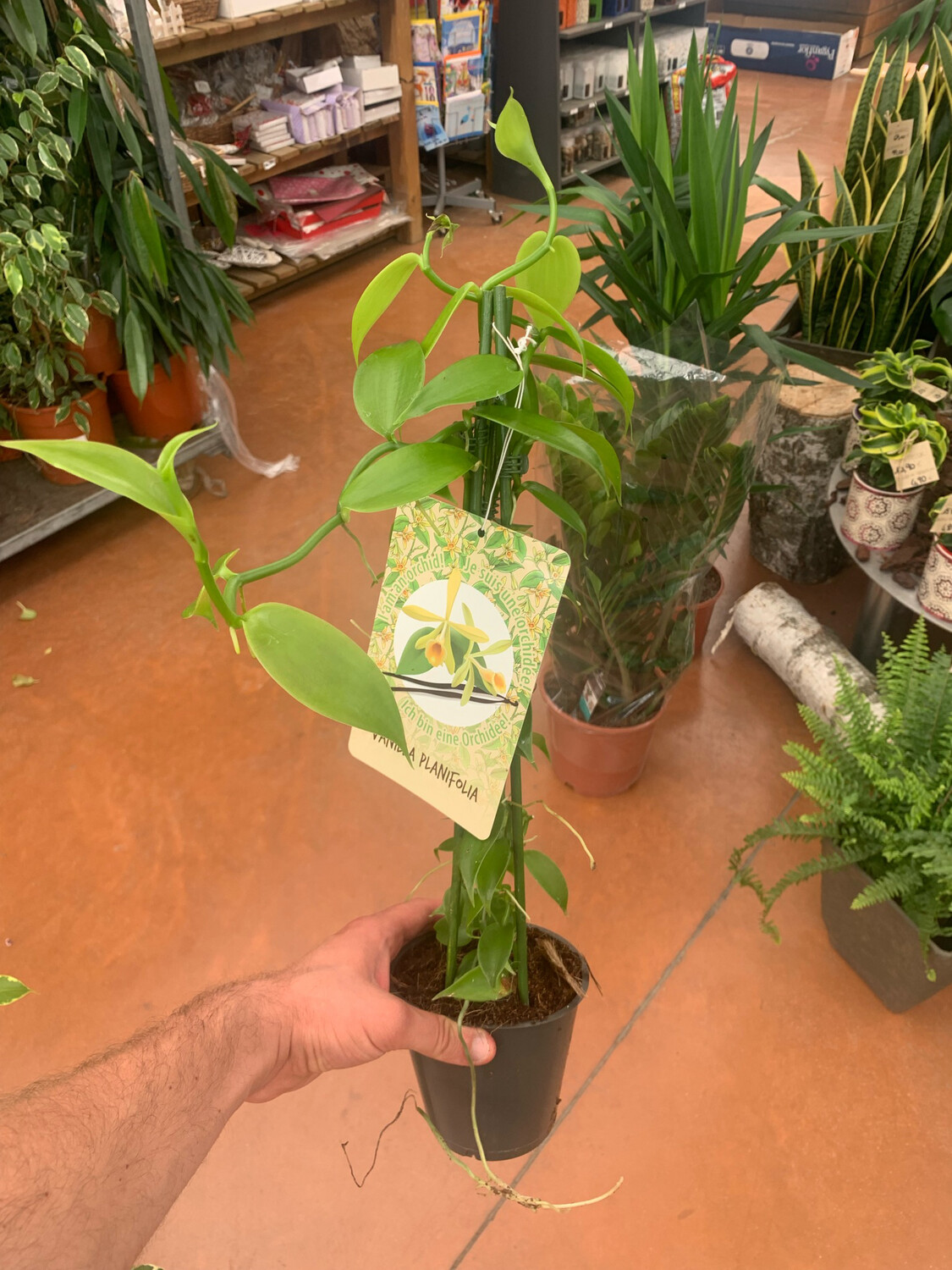 Orchidea vaniglia, Vanilla planifolia - vaso Ø12 cm