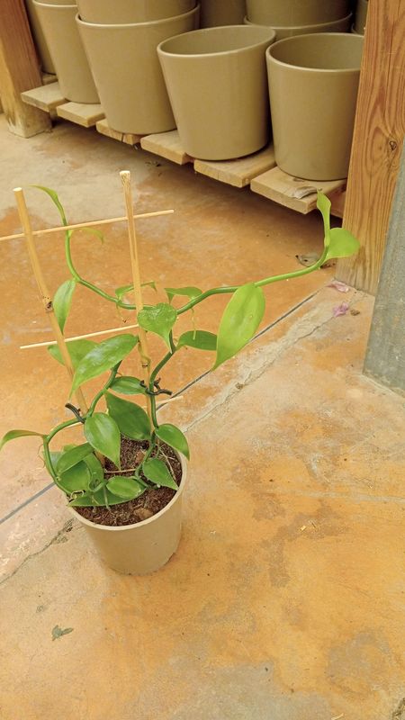 Orchidea vaniglia, Vanilla planifolia - vaso Ø12 cm