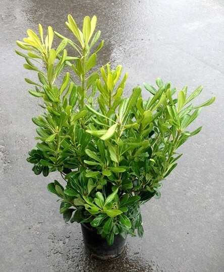 Pittosporo, Pittosporum tobira, Pitosforo - vaso Ø18 cm, h 60-80