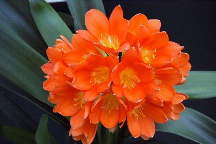 Clivia miniata - vaso Ø13 cm